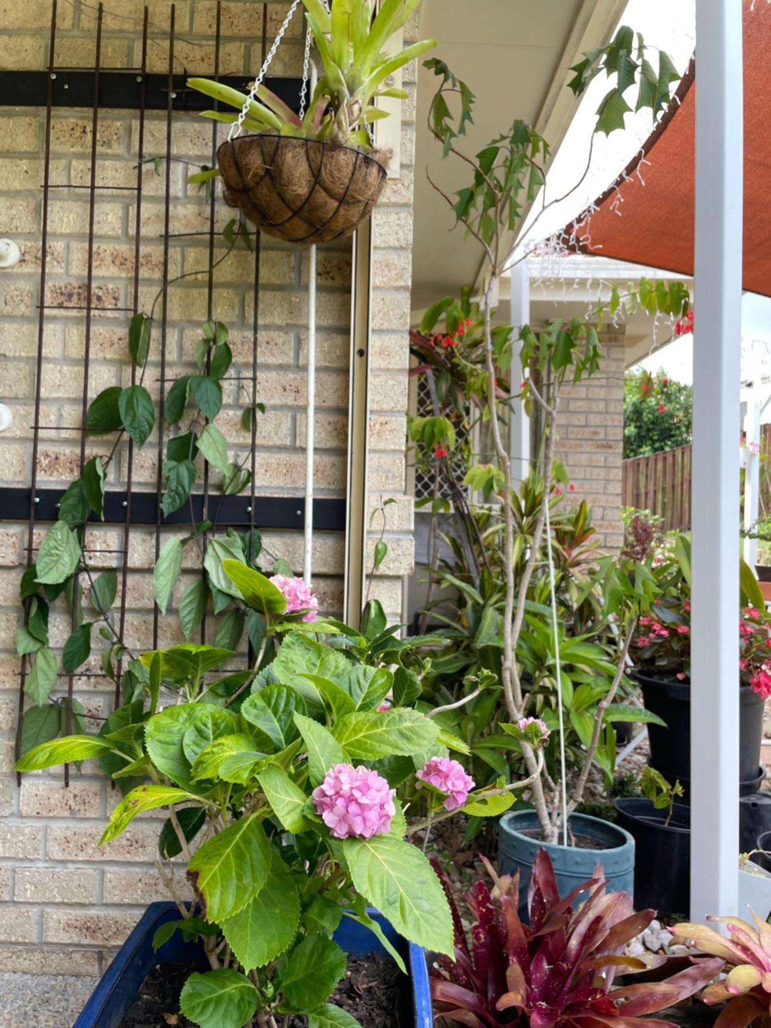 Theme Parks Amituofo Homestay Gold Coast Exterior photo
